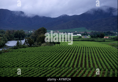 La vigne dans la région de la rivière Breede au Robertson western cape Afrique du Sud RSA Banque D'Images