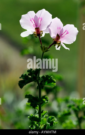 Pelargonium fruticosum fleurs blanc avec rayures violet rose macro closeup détail rétroéclairé close up Banque D'Images