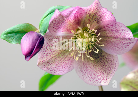 Hellebore helleborus 'white lady' tachetée closeup close-up close up macro d'une fleur ouverte unique situé sur un arrière-plan gris Banque D'Images