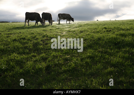 Fresian cattle grazing sur une colline, Cornwall, UK Banque D'Images