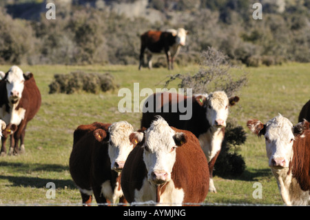 Hereford cattles dans Canterbury Nord ile sud Nouvelle Zelande Banque D'Images