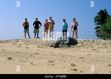 Sabah touristes regardant une tortue dans le Turtle Island NP Banque D'Images