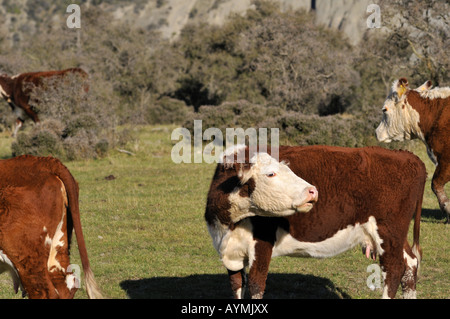 Hereford cattles dans Canterbury Nord ile sud Nouvelle Zelande Banque D'Images