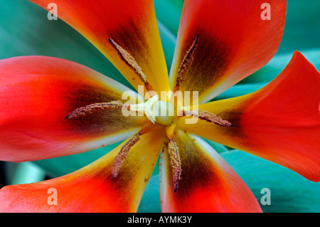 Close-up closeup macro photo d'une tulipe jaune et rouge Banque D'Images