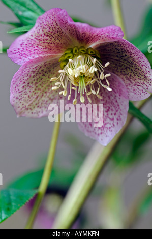 Hellebore helleborus 'white lady' tachetée closeup close-up close up macro d'une fleur simple situé sur un arrière-plan gris Banque D'Images