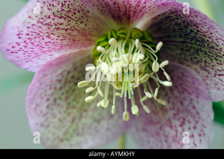 Hellebore helleborus 'white lady' tachetée closeup close-up close up macro d'une fleur ouverte unique situé sur un arrière-plan gris Banque D'Images