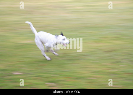 Tara chien noir blanc taches dalmation exécutant Harpenden Hertfordshire en Angleterre la liberté commune sprint run speed fast Banque D'Images