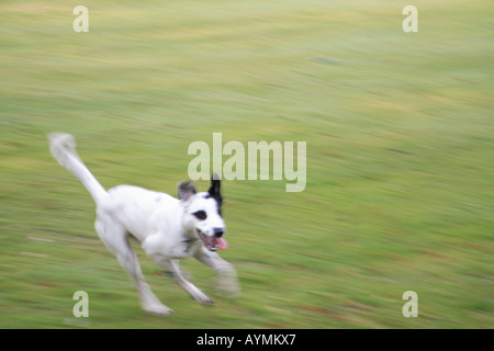 Tara chien noir blanc taches dalmation exécutant Harpenden Hertfordshire en Angleterre la liberté commune sprint run speed fast Banque D'Images