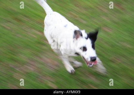 Tara chien noir blanc taches dalmation exécutant Harpenden Hertfordshire en Angleterre la liberté commune sprint run speed fast Banque D'Images