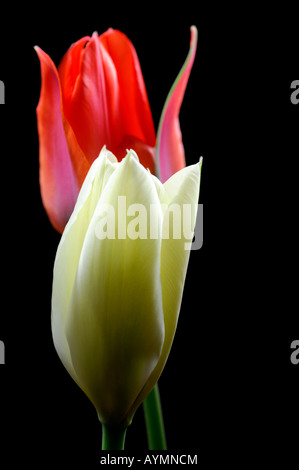 Close-up closeup macro photo d'une tulipe blanche unique avec une fleur de tulipe rouge derrière elle sur un fond blanc Banque D'Images