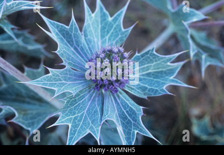 De près de l'épineuse et veinée de feuilles bleu-vert de mer holly ou Eryngium maritimum avec bleu-violet à shingle flowerhead Banque D'Images