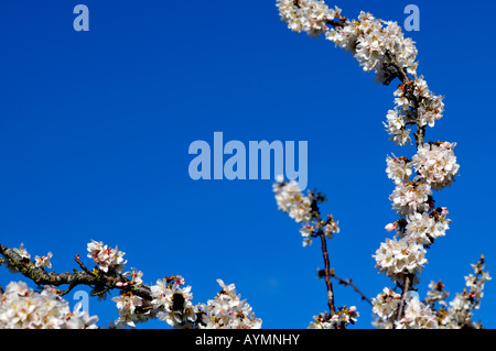 Prunus annonce cluster woodfield à petites fleurs blanches fleurs de cerisier d'ornement fleur fleur Banque D'Images