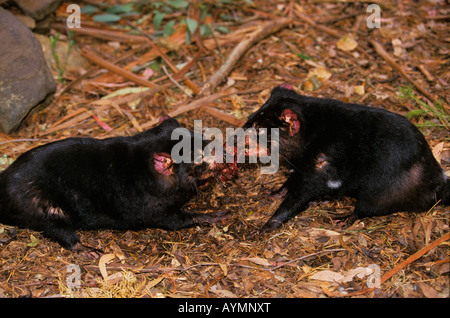 Sarcophilus harrisii Tasmanian Devil bat pour une proie Tasmanie Australie C Banque D'Images