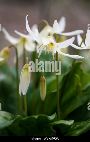 L'Erythronium californicum beauté blanche. Fawn lily 'White Beauty'. Evenley Jardins du bois, Northamptonshire, Angleterre Banque D'Images