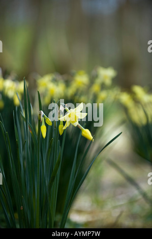 Narcisse Sprague dans les bois. Evenley Evenley jardins, bois, Northamptonshire, Angleterre Banque D'Images