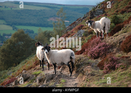 Mouton curieux, Curbar Edge, le parc national de Peak District, Derbyshire, Royaume-Uni Banque D'Images