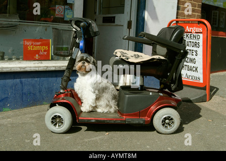 Un chien attend que son propriétaire sur un scooter de mobilité à l'extérieur d'un marchand de journaux. Banque D'Images