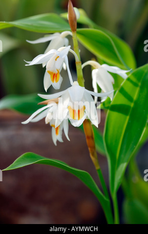 Coelogyne elata variante d'espèces d'orchidées fleurs fleur tige ouverte fond vert foncé Banque D'Images