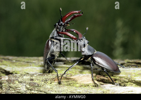 Stag Beetle européenne (Lucanus cervus), la lutte contre les hommes Banque D'Images