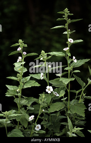 Marsh Mallow White Mallow (Althaea officinalis) la floraison Banque D'Images