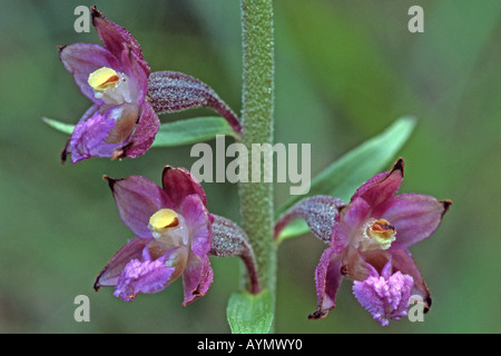 Rouge foncé, Helleborine Epipactis atrorubens Royal Helleborine (fleurs), Banque D'Images