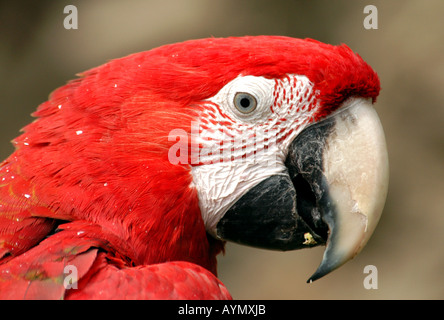 Green-winged macaw (Ara chloroptera). Ces perroquets vivent en Amérique centrale et du sud du Mexique au Brésil Banque D'Images