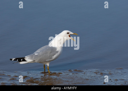 Goéland cendré Larus canus Printemps Banque D'Images