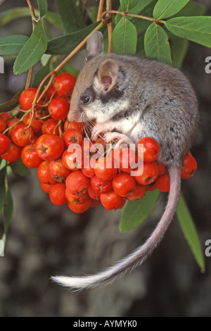 Jardin Loir (Eliomys quercinus) sur Rowan sorbier (Sorbus aucuparia) Petits fruits Banque D'Images