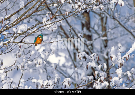 Martin-pêcheur d'Europe Common Kingfisher (Alcedo, atthis) perchés dans snowy tree Autriche Janvier Banque D'Images