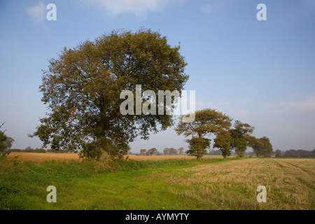 Le bois de chêne dans les terres agricoles Southrepps Norfolk du 12 octobre 1 Banque D'Images