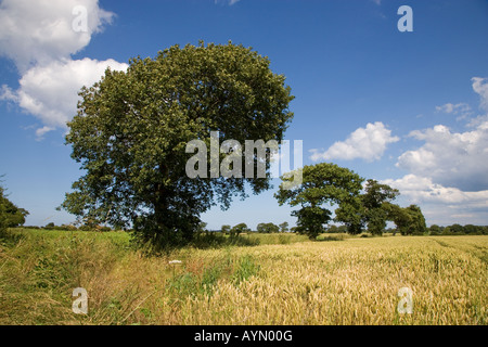 Le bois de chêne dans les terres agricoles Southrepps Norfolk du 12 juillet 1 Banque D'Images