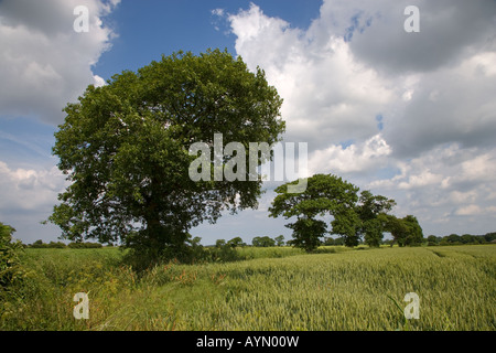 Le bois de chêne dans les terres agricoles Southrepps 1 Norfolk du 12 juin Banque D'Images