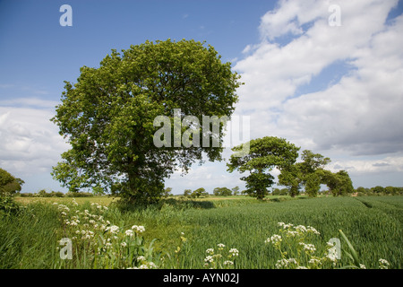 Le bois de chêne dans les terres agricoles Southrepps Norfolk du 12 mai 1 Banque D'Images