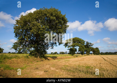 Le bois de chêne dans les terres agricoles Southrepps Norfolk 1 du 12 septembre Banque D'Images