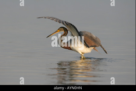 Une aigrette tricolore, rendues ici avec une aile, les fourrages activement dans une lagune sur le Fort De Soto, Florida, USA. Banque D'Images