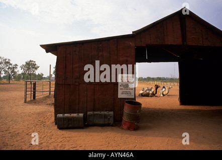 Les chameaux attendent les touristes à l'extérieur de l'Outback Camel Safari Alice Springs Australie Erldunda Banque D'Images