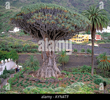 Arbre Dragon à Icod de los Vinos La Orotava Tenerife Espagne Banque D'Images