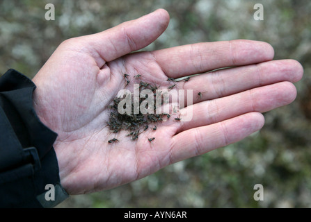 Les moustiques tués montrant palm (Culex pipiens) dans les montagnes Khibiny de la péninsule de Kola, Russie Banque D'Images