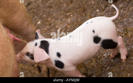 Suckling pig truie porcelets affamés,Angleterre,UK Banque D'Images