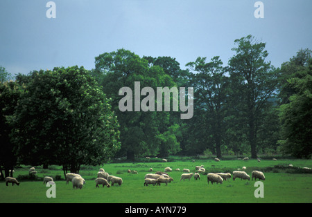 English meadow with sheep grass and trees in summer Shropshire England UK United Kingdom GB Great Britain British Isles Banque D'Images
