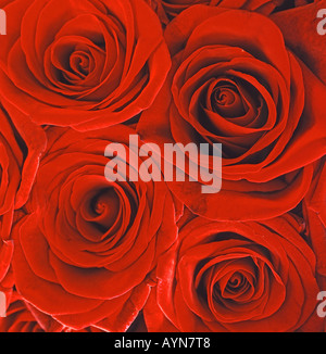 Bouquet de roses rouges close up Rosa Banque D'Images