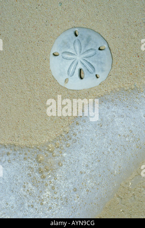 Sand Dollar, la côte du Pacifique, Baja California, Mexique Banque D'Images