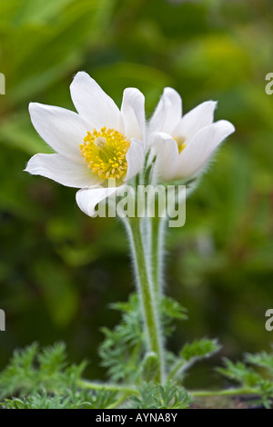 Pulsatilla vulgaris 'Alba' AGA. Anémone pulsatille blanche Banque D'Images