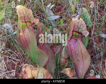 Le Nord (ou violet) sarracénie Sarracenia purpurea, Banque D'Images