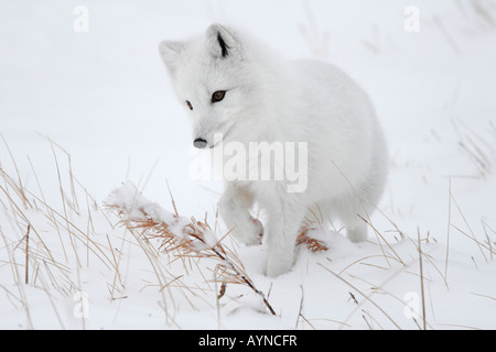 Une alerte sur le prowl renard arctique chasse les lemmings dans la neige sur la toundra arctique pendant l'hiver à Churchill, au Manitoba, au Québec. Banque D'Images