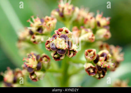 EUPHORBIA STYGIANA en fleur d'avril Banque D'Images