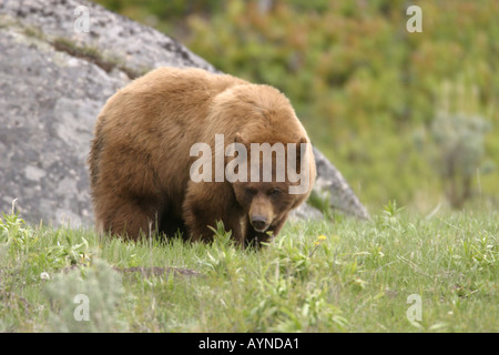 Phase de cannelle l'ours noir dans le Parc National de Yellowstone Banque D'Images