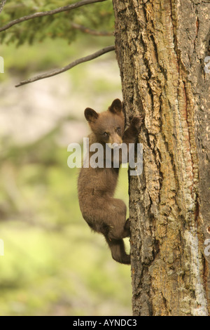 Black Bear cub climbing tree Banque D'Images