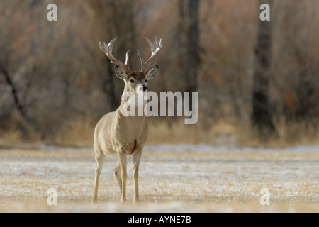 Buck Whitetail rut pendant l'automne Banque D'Images