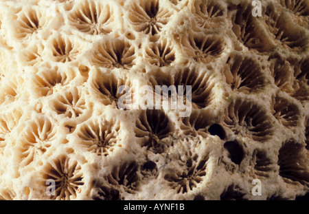 Close up de coraux blanchis échoués sur plage en Asie Sri lanka Banque D'Images